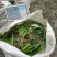 葱兰地栽苗，红花白花，基地常年批发，量大从优