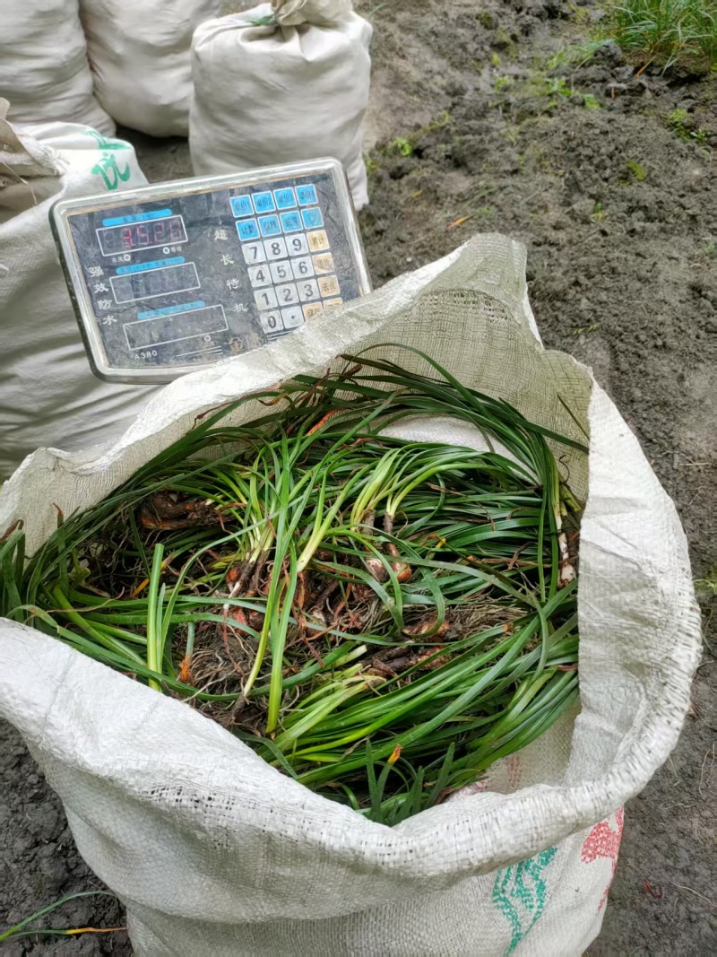 葱兰地栽苗，红花白花，基地常年批发，量大从优