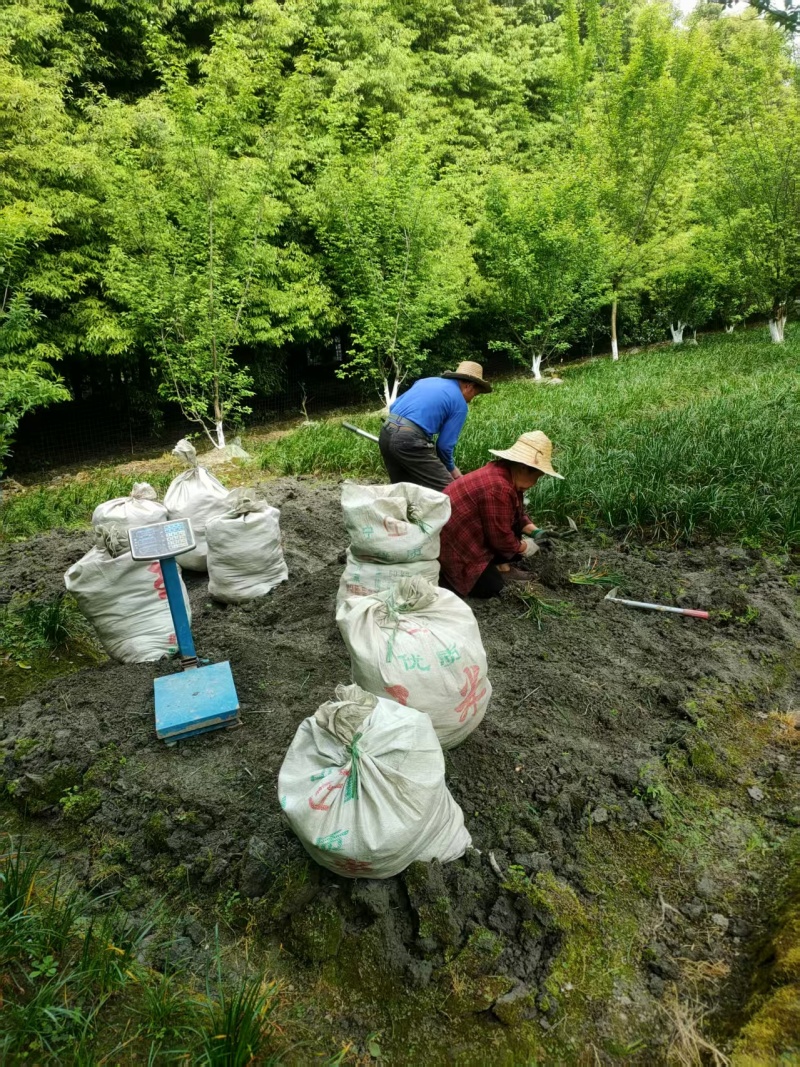 葱兰地栽苗，红花白花，基地常年批发，量大从优