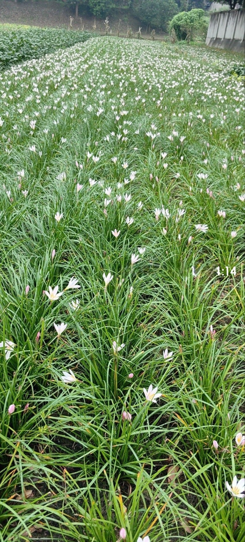 葱兰地栽苗，红花白花，基地常年批发，量大从优