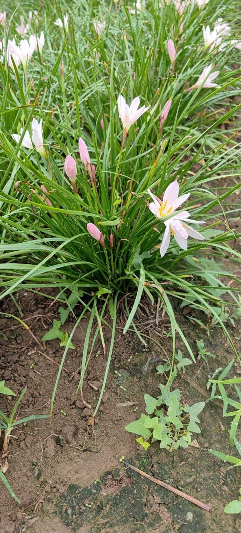 葱兰地栽苗，红花白花，基地常年批发，量大从优
