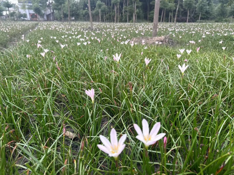 葱兰地栽苗，红花白花，基地常年批发，量大从优