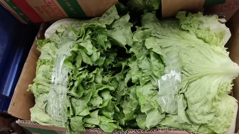 生菜意大利生菜江苏产区直发保质保量供货