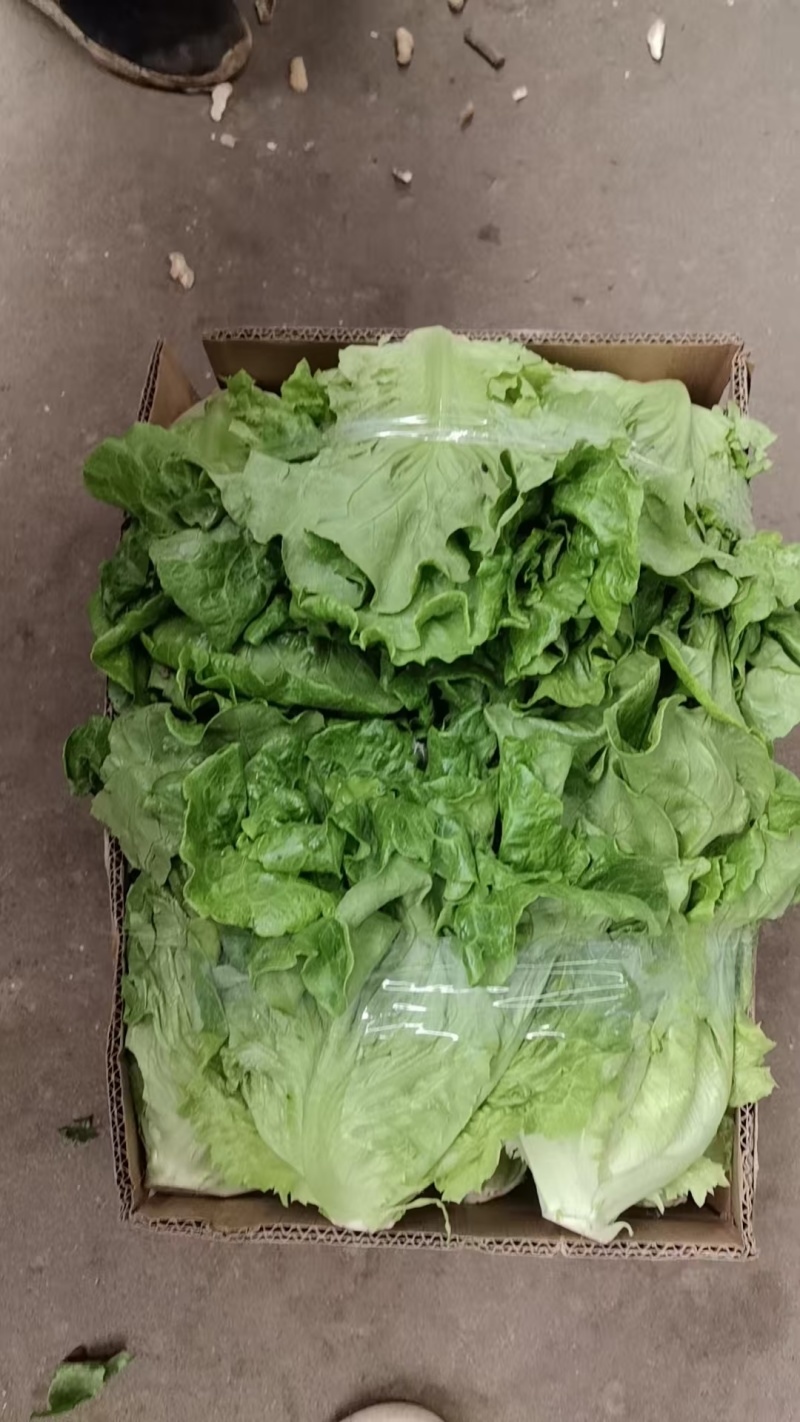 生菜江苏产区直发保质保量供货对接全国价钱实惠