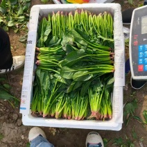 辽宁大叶菠菜自家种植叶子大杆子长颜色翠绿净菜打捆上车