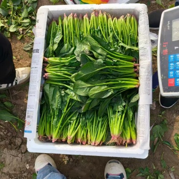 辽宁大叶菠菜自家种植叶子大杆子长颜色翠绿净菜打捆上车