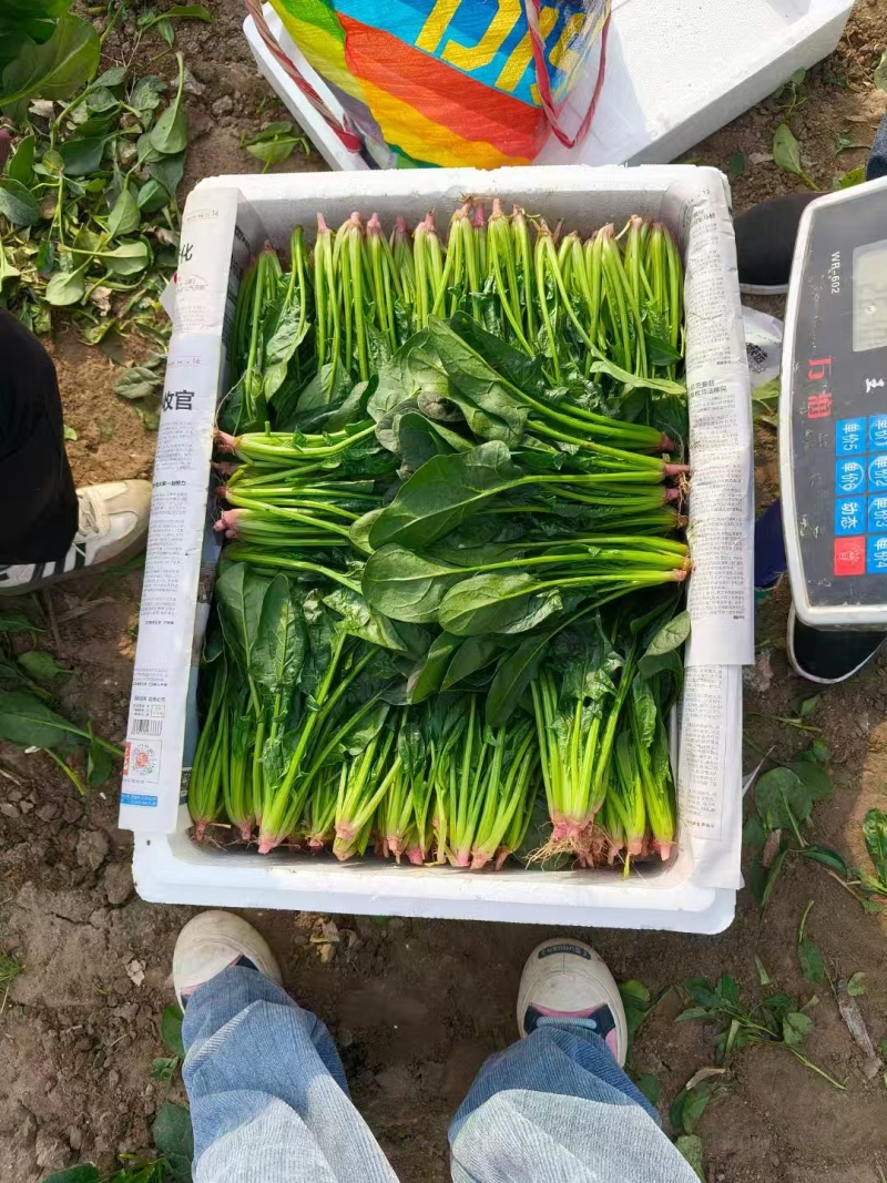 辽宁大叶菠菜自家种植叶子大杆子长颜色翠绿净菜打捆上车