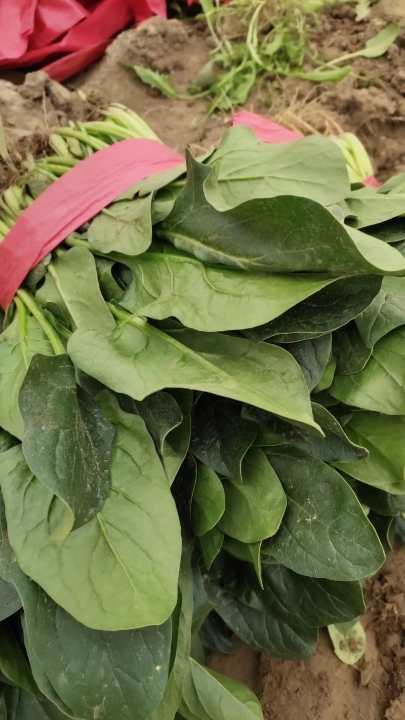 辽宁大叶菠菜自家种植叶子大杆子长颜色翠绿净菜打捆上车