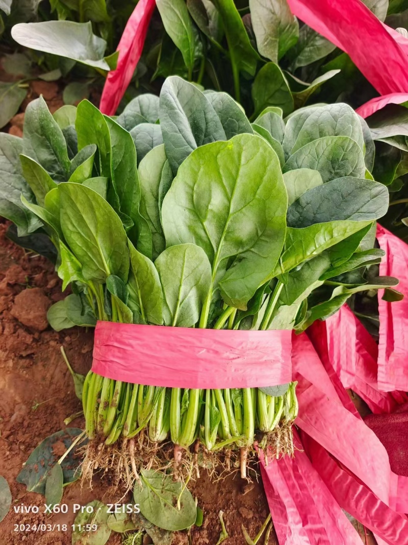 辽宁大叶菠菜自家种植叶子大杆子长颜色翠绿净菜打捆上车
