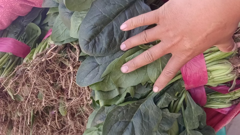 辽宁大叶菠菜自家种植叶子大杆子长颜色翠绿净菜打捆上车