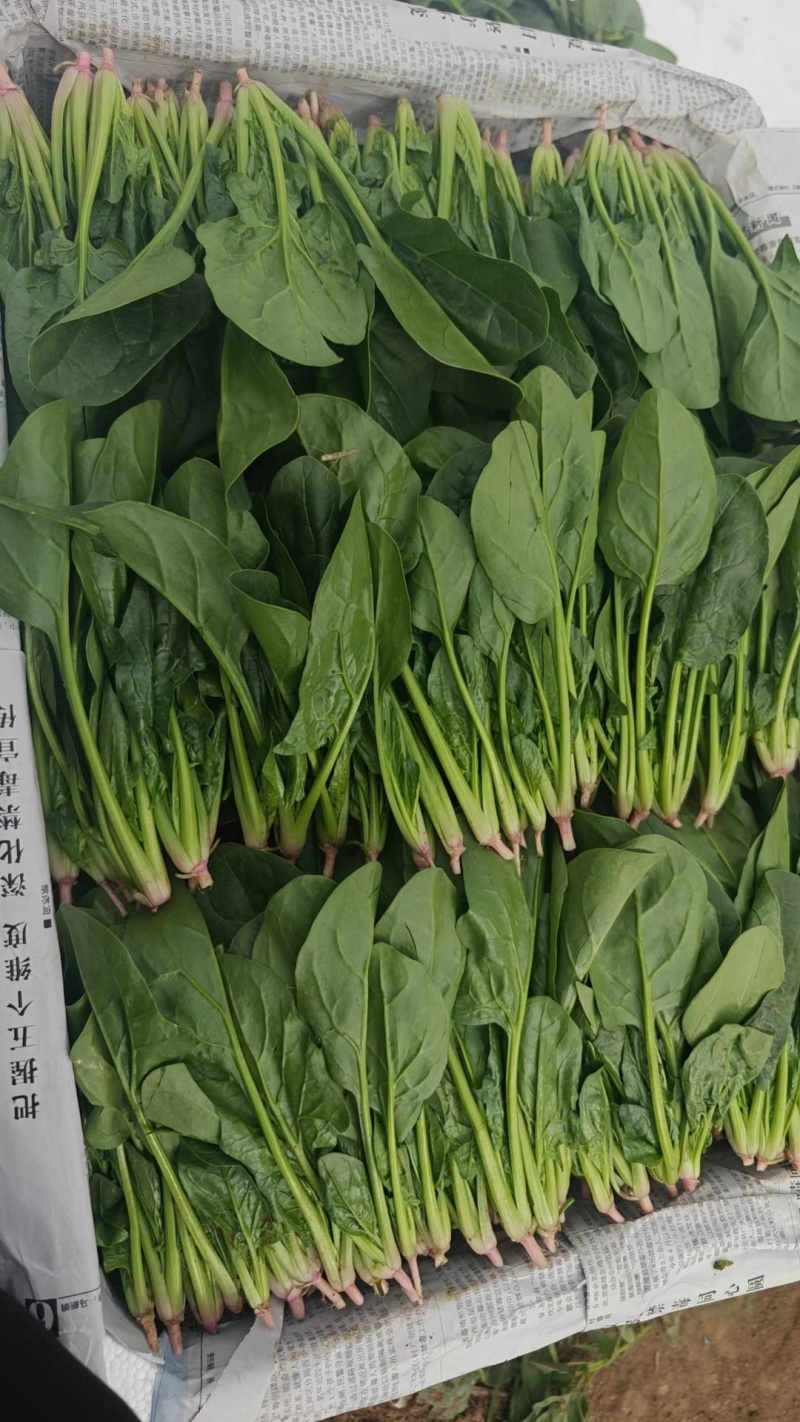 辽宁大叶菠菜自家种植叶子大杆子长颜色翠绿净菜打捆上车