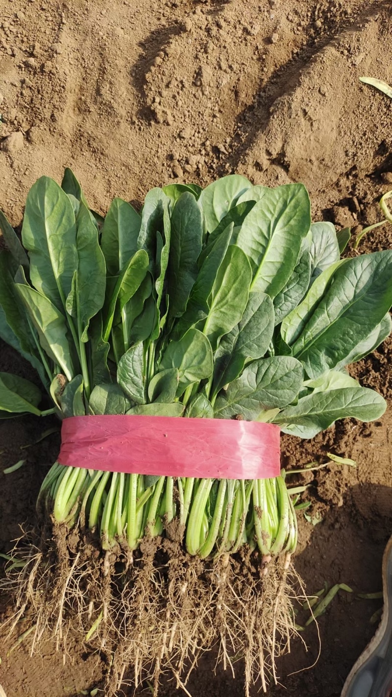 辽宁大叶菠菜自家种植叶子大杆子长颜色翠绿净菜打捆上车