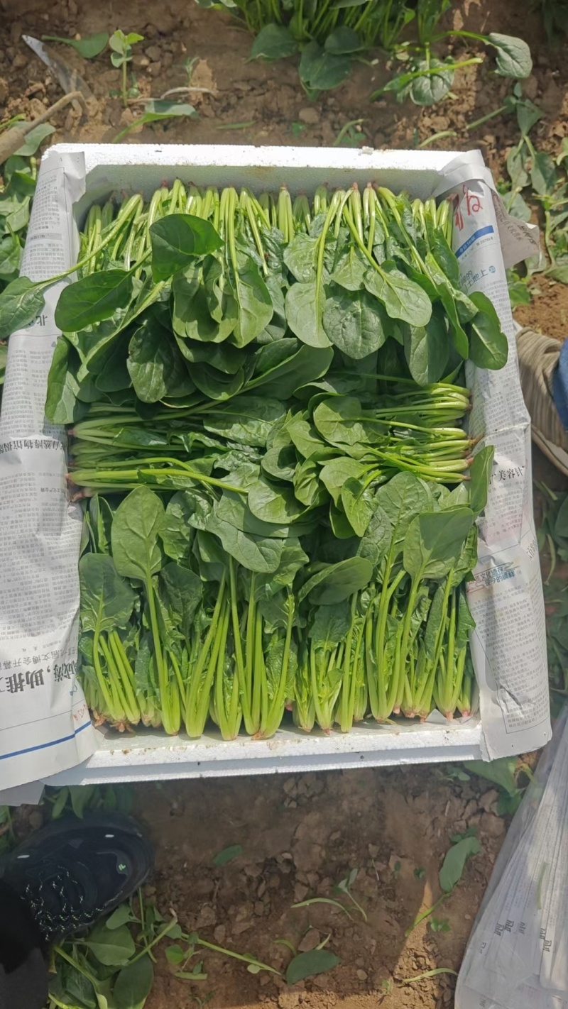 辽宁大叶菠菜自家种植叶子大杆子长颜色翠绿净菜打捆上车