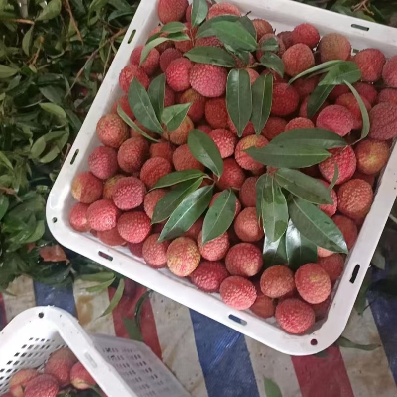 精品大荔枝，品质保证，产地直发，价格优惠，服务周到