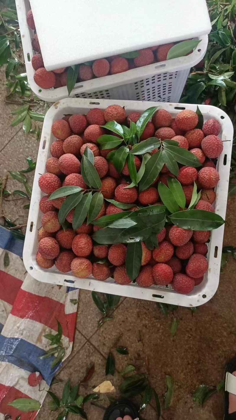 精品大荔枝，品质保证，产地直发，价格优惠，服务周到