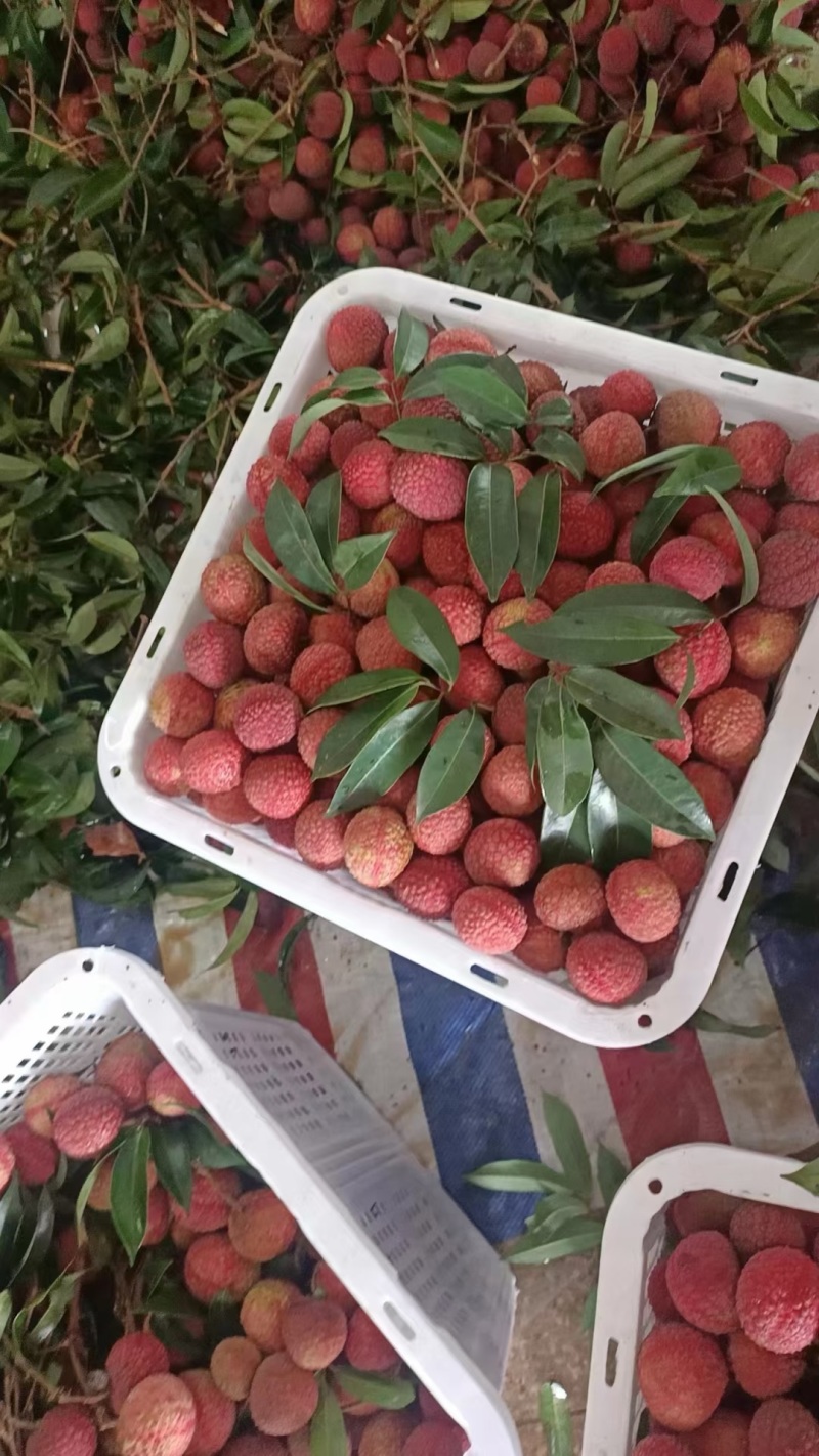 广东荔枝，品质保证，价格可谈，视频看货，价格优惠