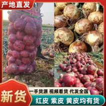 河南紫皮洋葱黄皮洋葱大量上市货源充足一手货源对接全国市场