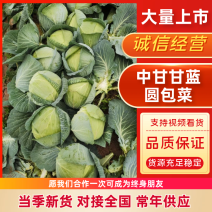 甘蓝圆包菜大量上市货源充足万亩规模价格优惠发全国市场商超