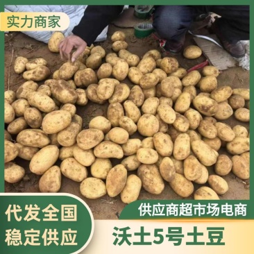 湖北襄阳沃土5号土豆一手货源，可视频看货对接商超电商