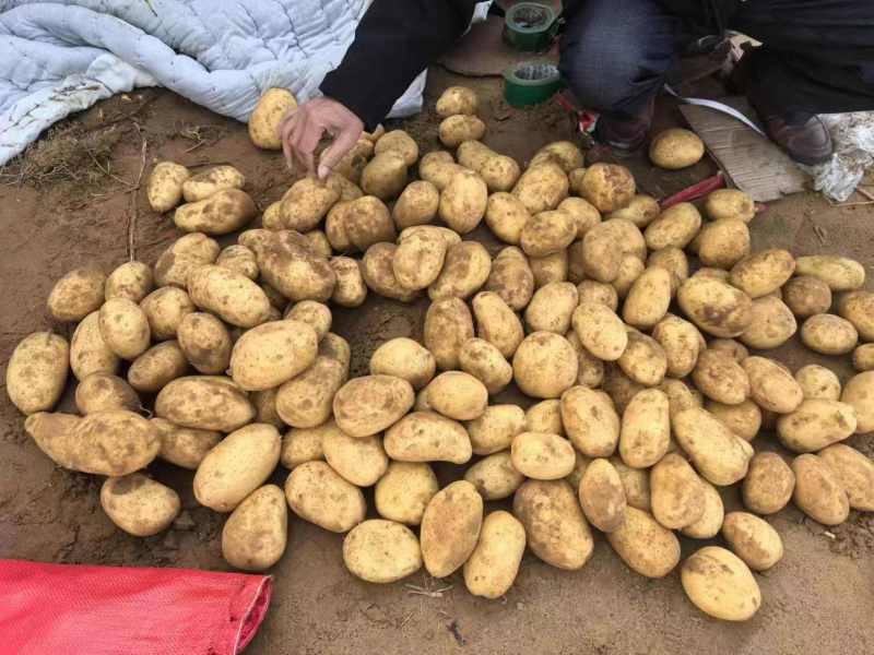 湖北襄阳沃土5号土豆一手货源，可视频看货对接商超电商