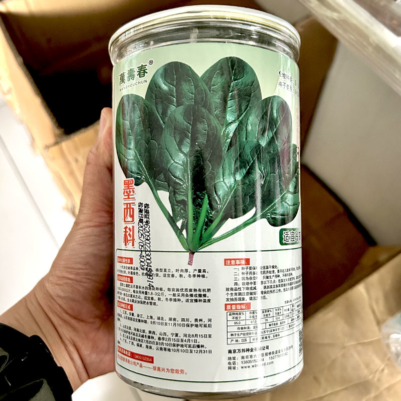墨西科菠菜种子一代杂交耐寒抗病高产肉厚菠菜种籽春秋冬播