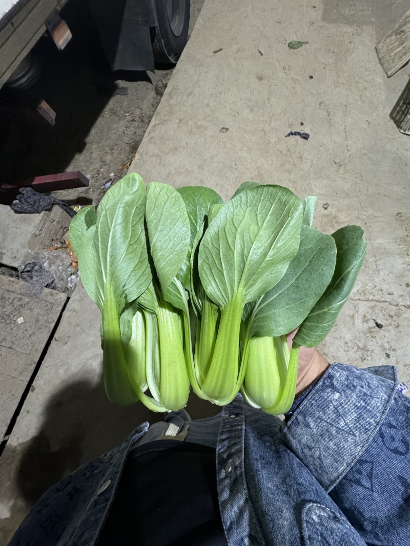 山东上海青油菜基地一手货源对接电商市场商超可视频