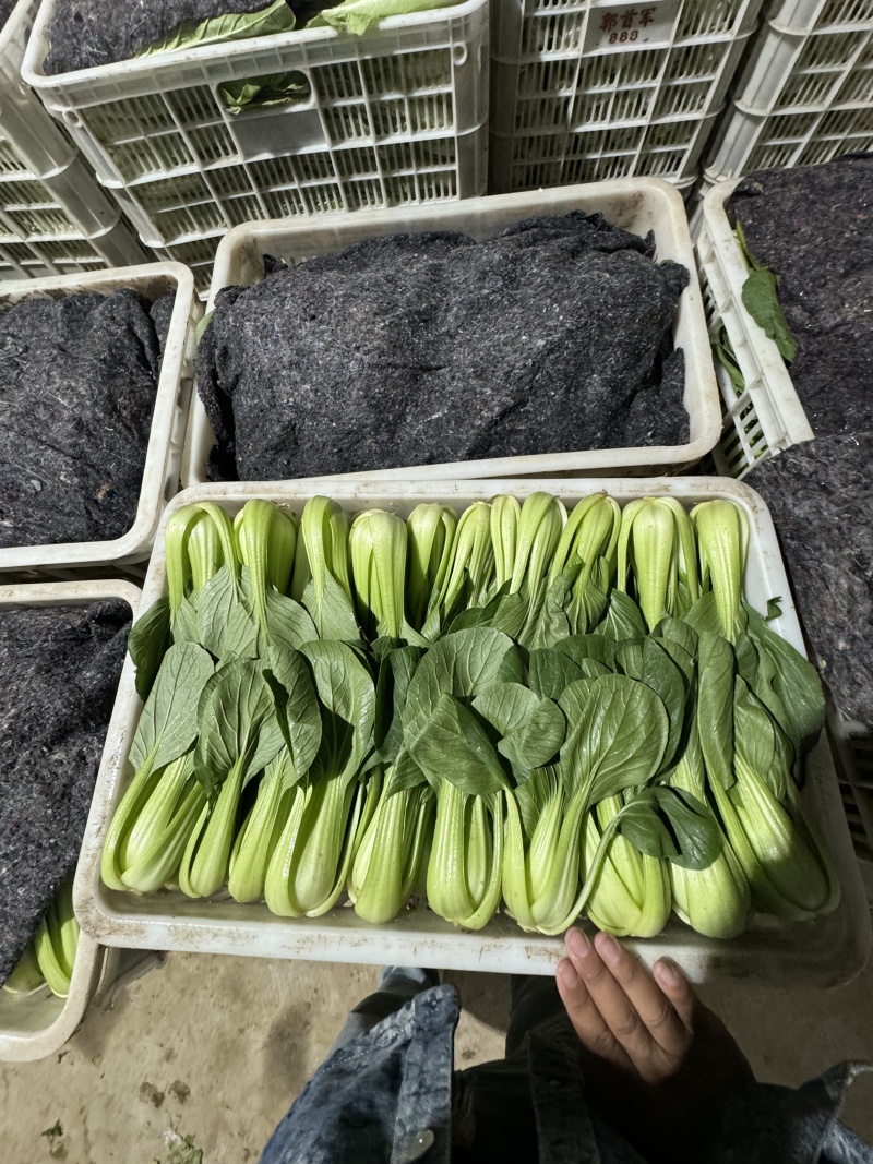 山东上海青油菜基地一手货源对接电商市场商超可视频