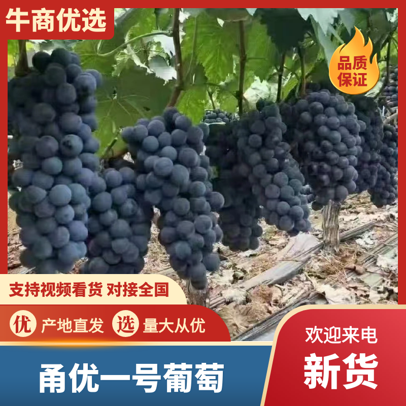 浙江葡萄/巨峰葡萄/甬优一号-对接全国商超