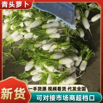 青头萝卜，大棚露地有货，对接全国各大市场商超电商