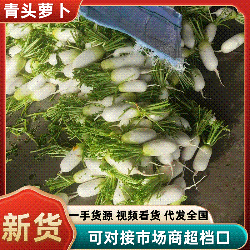 青头萝卜，大棚露地随时有货，对接全国各大市场商超电商