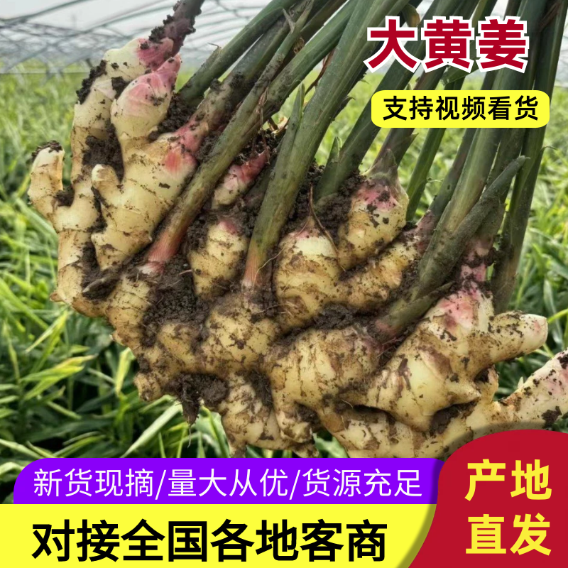 陕西大黄姜，小黄姜，生姜产地批发，量大质优一手货源