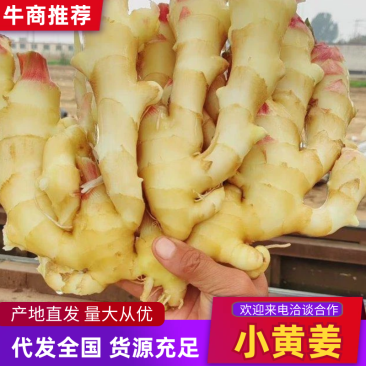 北京优质生姜产地直供品种齐全生姜小黄姜