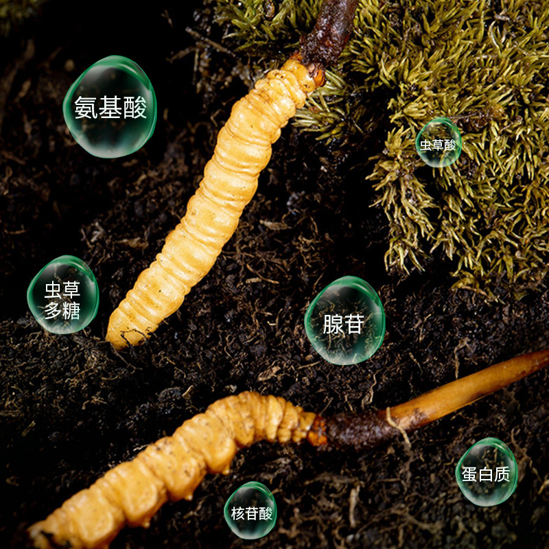 2026新鲜冬虫夏草泥巴草鲜虫草厂家直销顺丰包邮支持定制