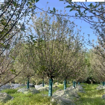 西府海棠10-15公分批发成都西府海棠基地工程绿化苗