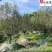 西府海棠10-15公分批发成都西府海棠基地工程绿化苗