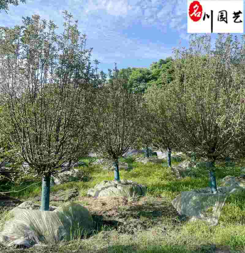 西府海棠10-15公分批发成都西府海棠基地工程绿化苗