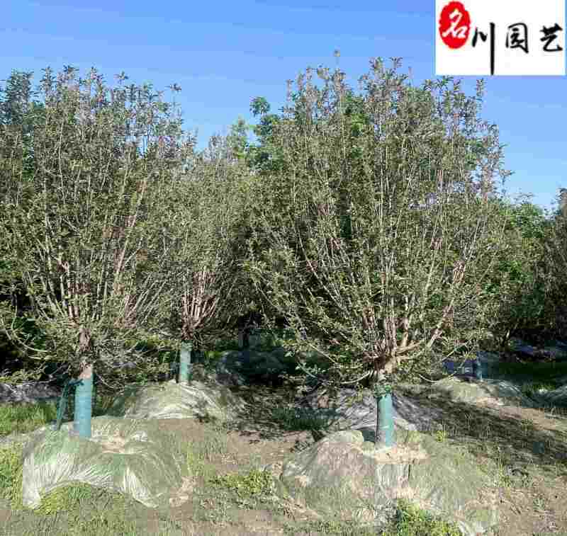 西府海棠10-15公分批发成都西府海棠基地工程绿化苗