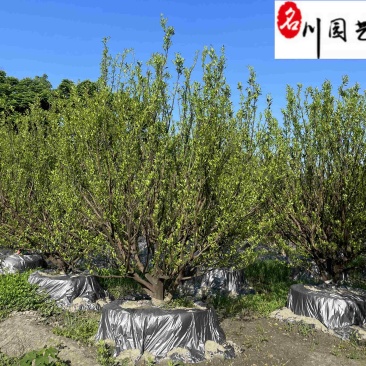 橘子树基地直供桔子树批发10-20公分桔子树价格表