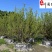 橘子树基地直供桔子树批发10-20公分桔子树价格表