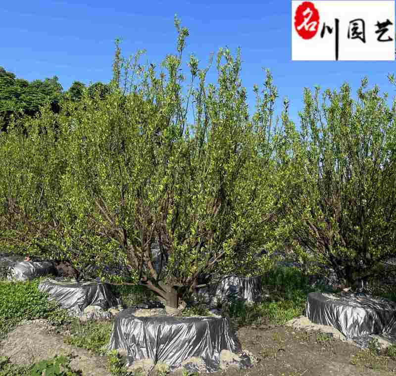 橘子树基地直供桔子树批发10-20公分桔子树价格表
