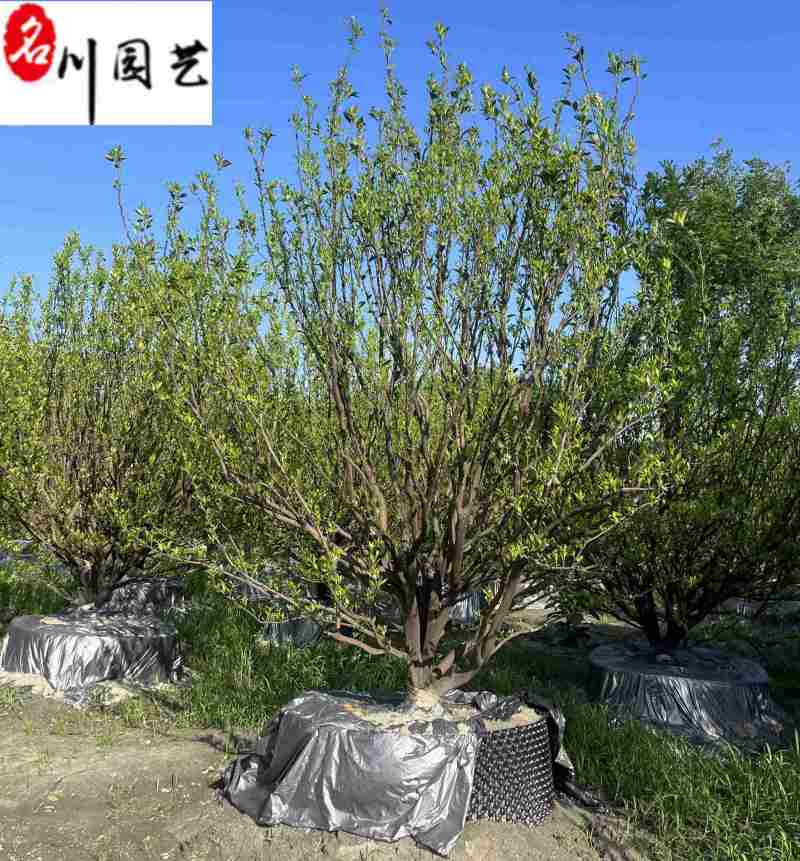 橘子树基地直供桔子树批发10-20公分桔子树价格表