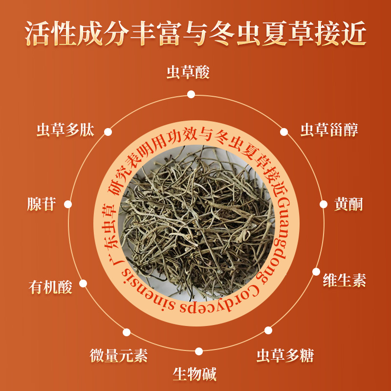 正宗广东虫草子实体厂家直销广东虫草破壁粉包邮