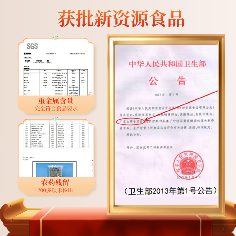 正宗广东虫草子实体厂家直销广东虫草破壁粉包邮