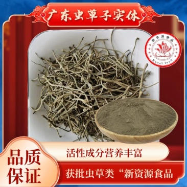 正宗广东虫草子实体厂家直销广东虫草破壁粉包邮