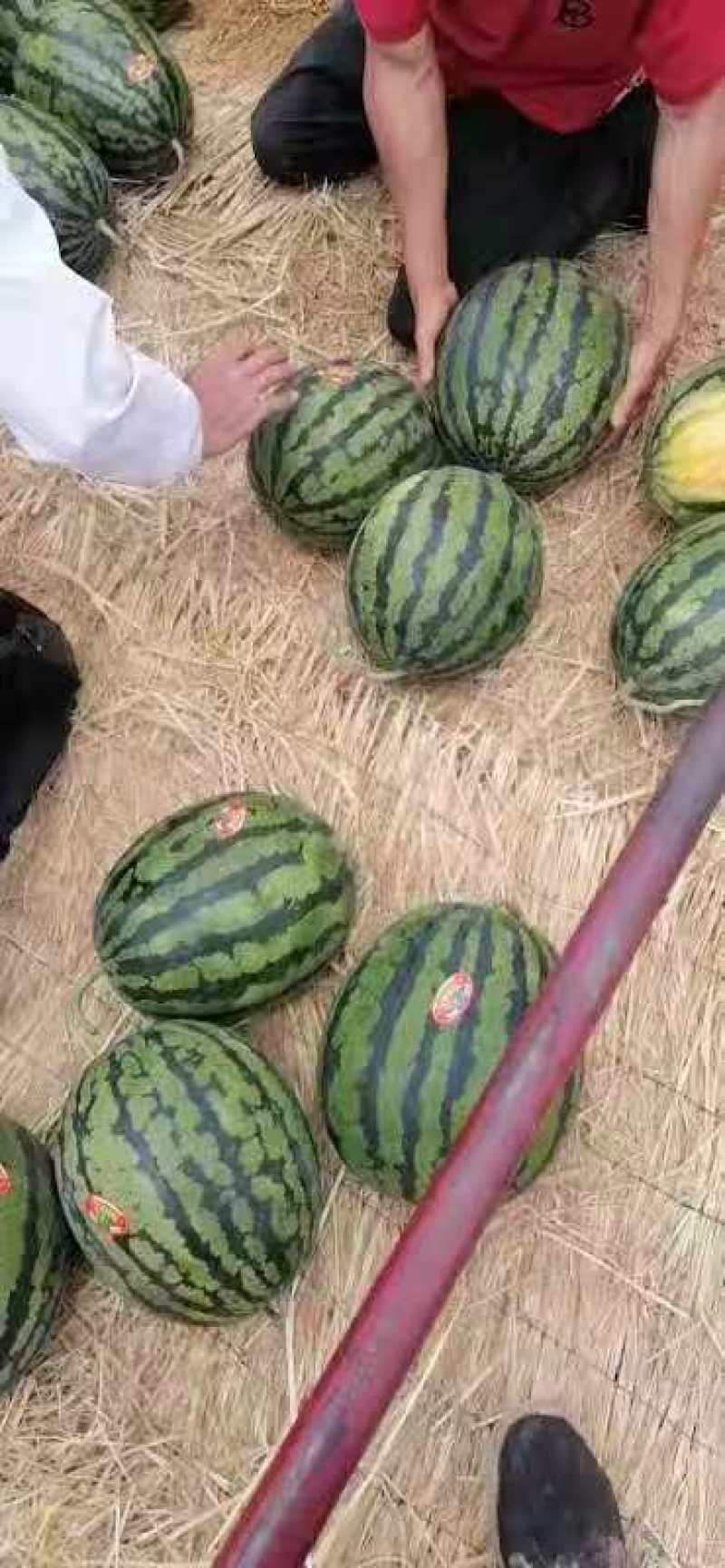 【甜王西瓜】产地直发，全国供货，保质保量，可视频看货