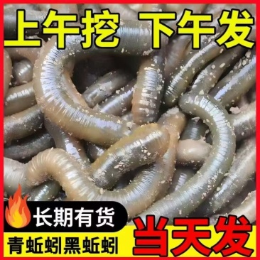 活蚯蚓，产地直发，自家养殖，现挖现发，品质保证，价格优惠