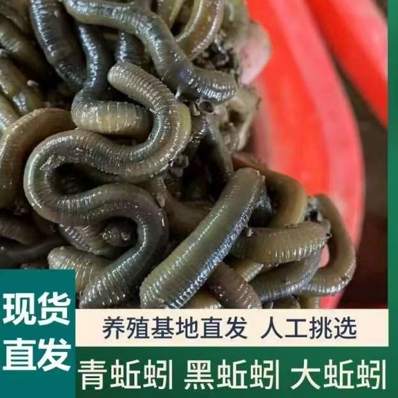 活蚯蚓，产地直发，自家养殖，现挖现发，品质保证，价格优惠