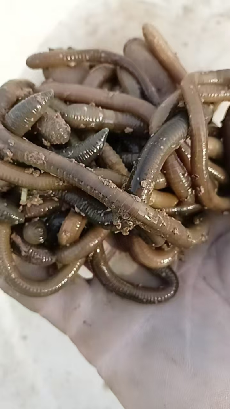 活蚯蚓，产地直发，自家养殖，现挖现发，品质保证，价格优惠