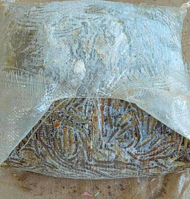 冰蚯蚓（青蚯蚓），产地直发，品质保证，现挖现发，基地养殖