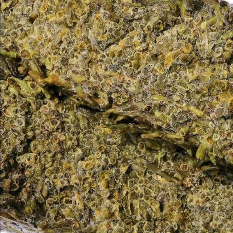 冰蚯蚓（青蚯蚓），产地直发，品质保证，现挖现发，基地养殖